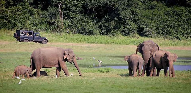 Large travind sri lanka